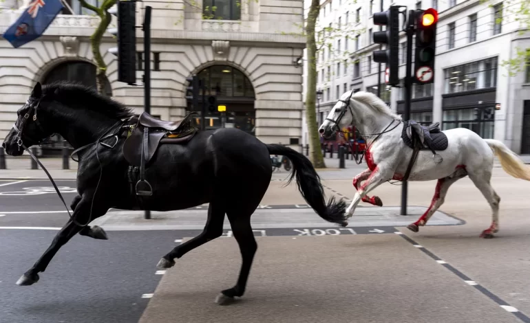 Runaway horses gallop through central London, blazing a path of mayhem and injuries